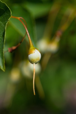 Styrax japonica - sturač japonský - plod